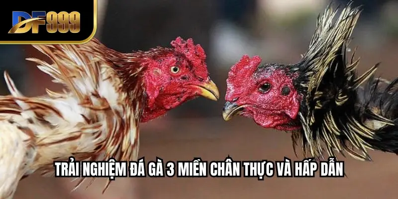 Trải nghiệm đá gà 3 miền chân thực và hấp dẫn